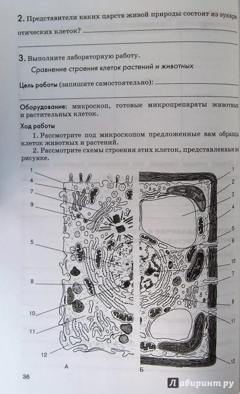 Биология 9 класс лабораторная 3. Лабораторная строение растительной клетки. Сравнение растительной и животной клетки лабораторная работа. Лабораторная работа сравнение строения клеток растений и животных. Сравнение строения клеток растений и животных.