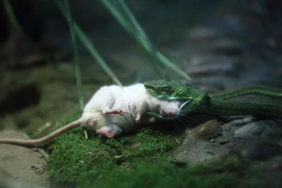 Змеи мышь. Змеи мышь. Змеи мышь. Змеи мышь. Змеи мышь.