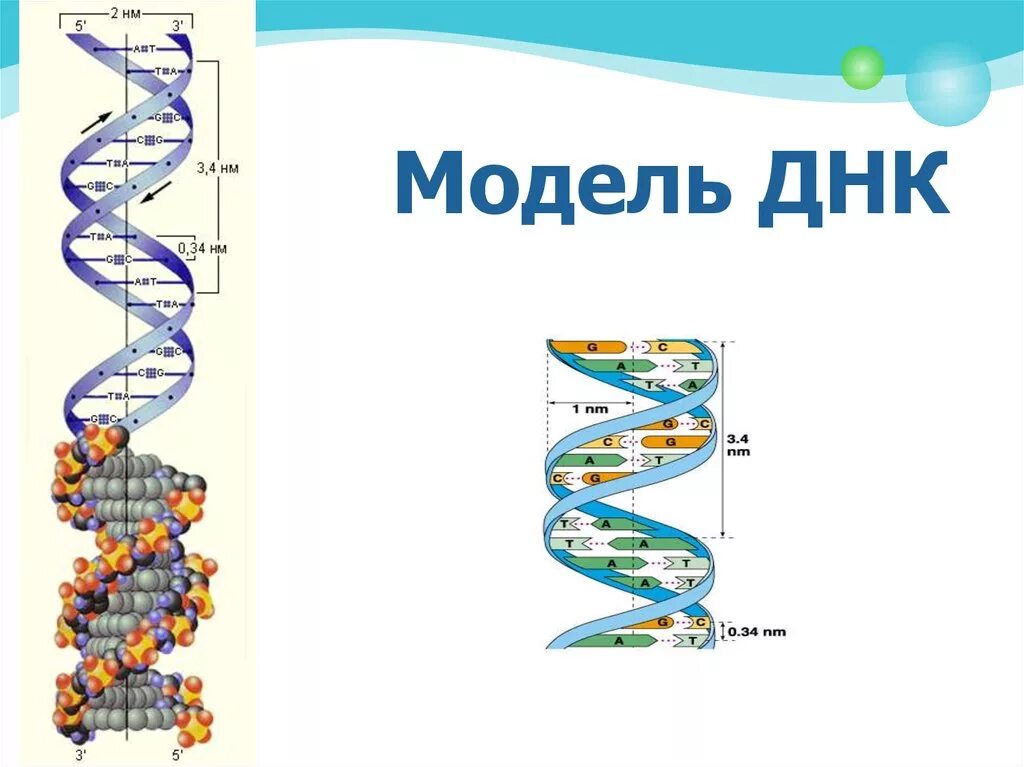 Структура молекулы ДНК схема. Построение схем молекул ДНК. Структура ДНК рисунок. Модель строения молекулы ДНК. Значение молекул днк