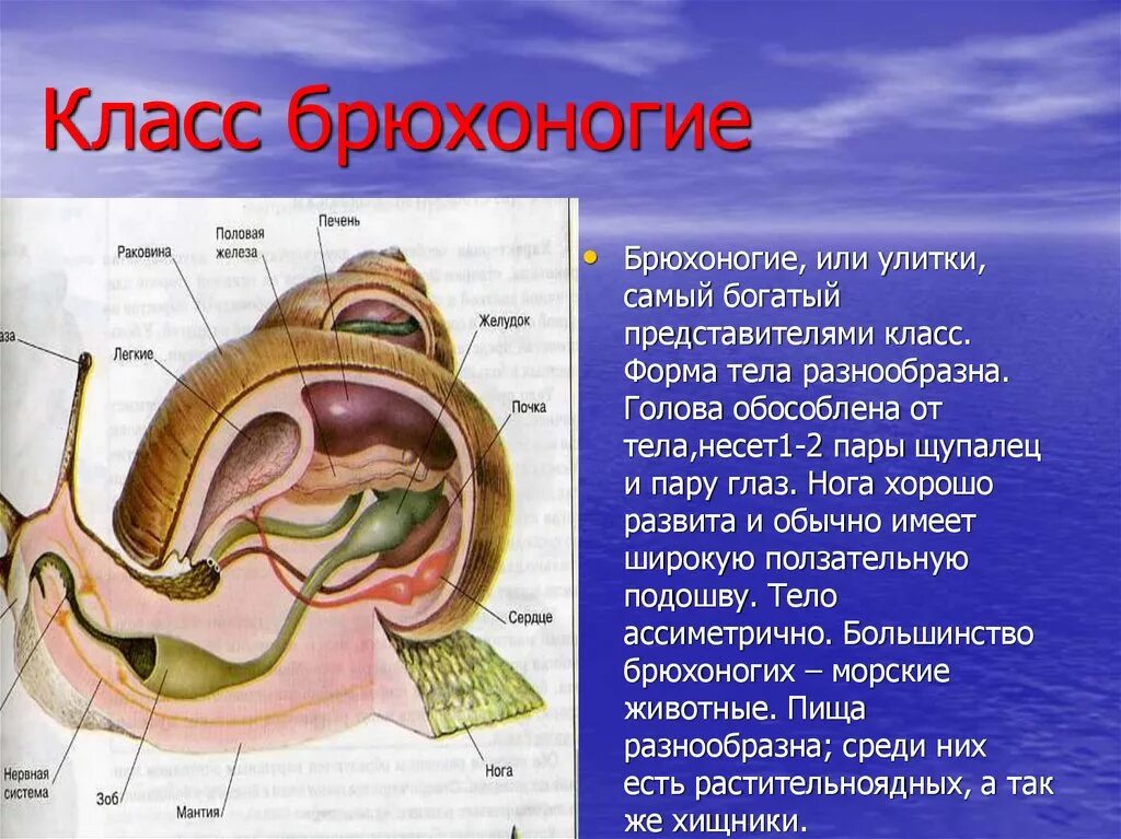 Брюхоногие моллюсков это в биологии 7 класс. Тип моллюски класс брюхоногие кратко. Тип моллюски 7 класс биология. Класс брюхоногие моллюски улитки.