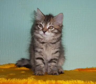 Сибирский котенок в добрые
