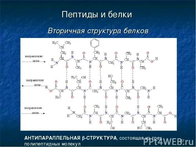 Полипептид это белок. Вторичная структура аминокислот. Вторичная структура пептидов. Строение пептидов. Пептиды и белки.