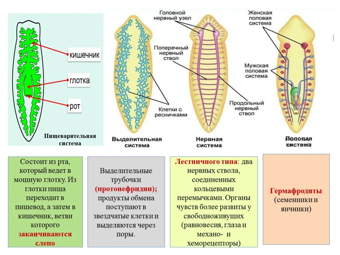 Образ жизни плоских червей