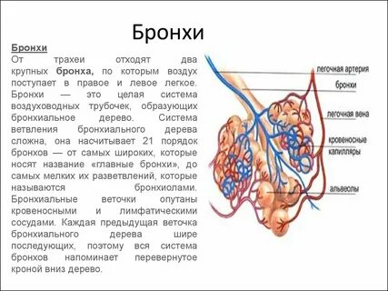 Альвеолы где