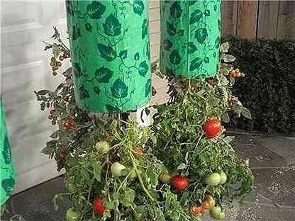 Выращивание помидор круглый год