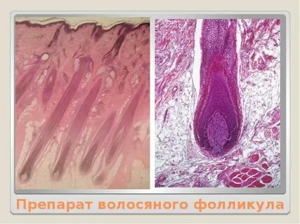 Сосуды волосяных фолликул