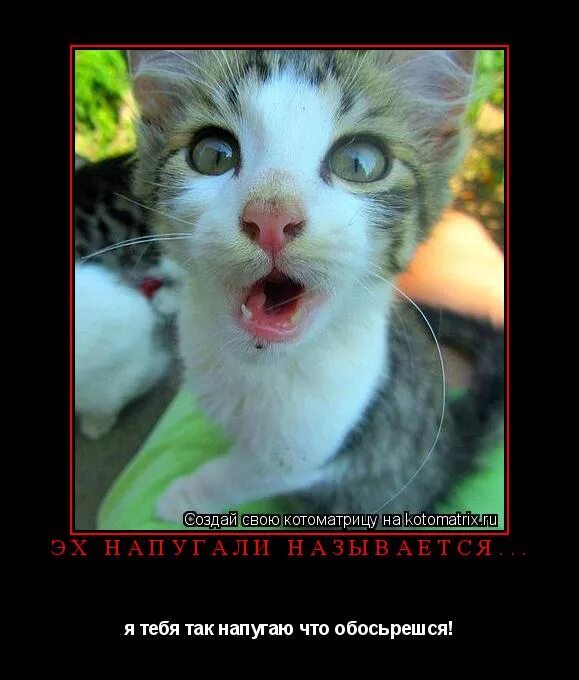 Политический сарказм. Дефо мем ученый. Я тоже мем. Тоже мне мастер. Мне тоже интересно.