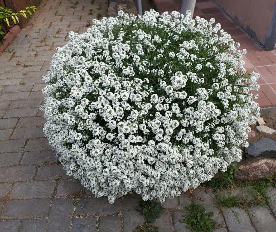 Аллисума цветок фото и описание посадка