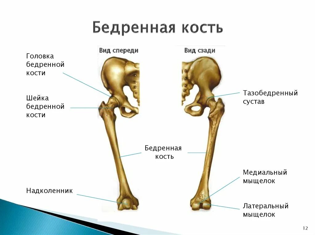 Где у человека бедренная кость