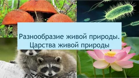 Презентация многообразие живого
