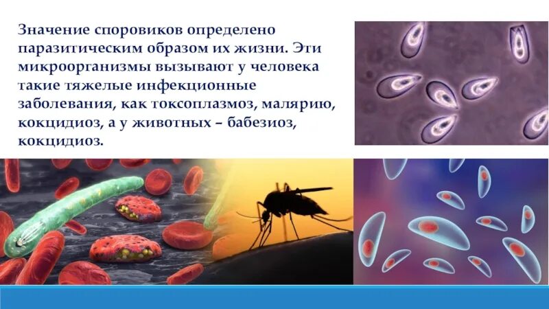 Споровики представители 7 класс биология. Тип споровики представители. Среда обитания споровиков. Споровики представители 7 класс. Характеристика типа apicomplexa.
