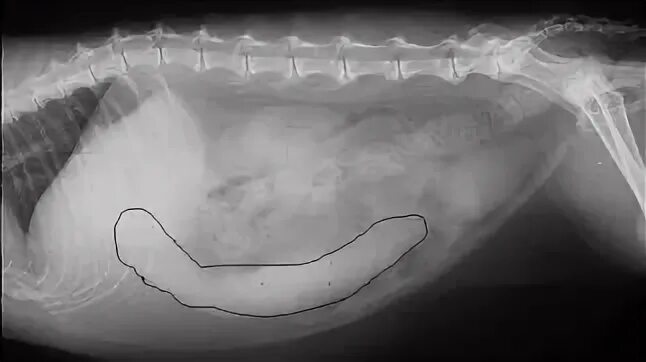 Заворот кишечника у собаки рентген. Селезенка кошки анатомия. Увеличенная печень у собаки