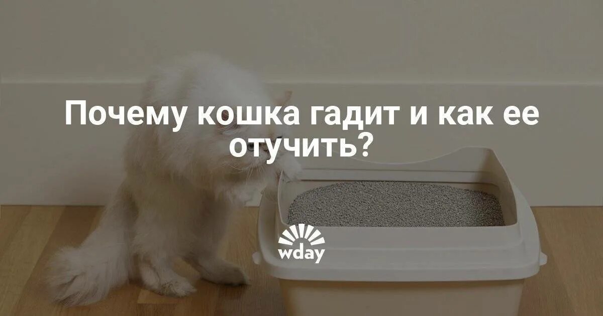 Кошка гадит на кровать что делать. Как отучить котёнка гадить. Отучить котенка гадить в неположенном. Как отучить котёнка гадить в неположенном месте. Что делать если кошка гадит.