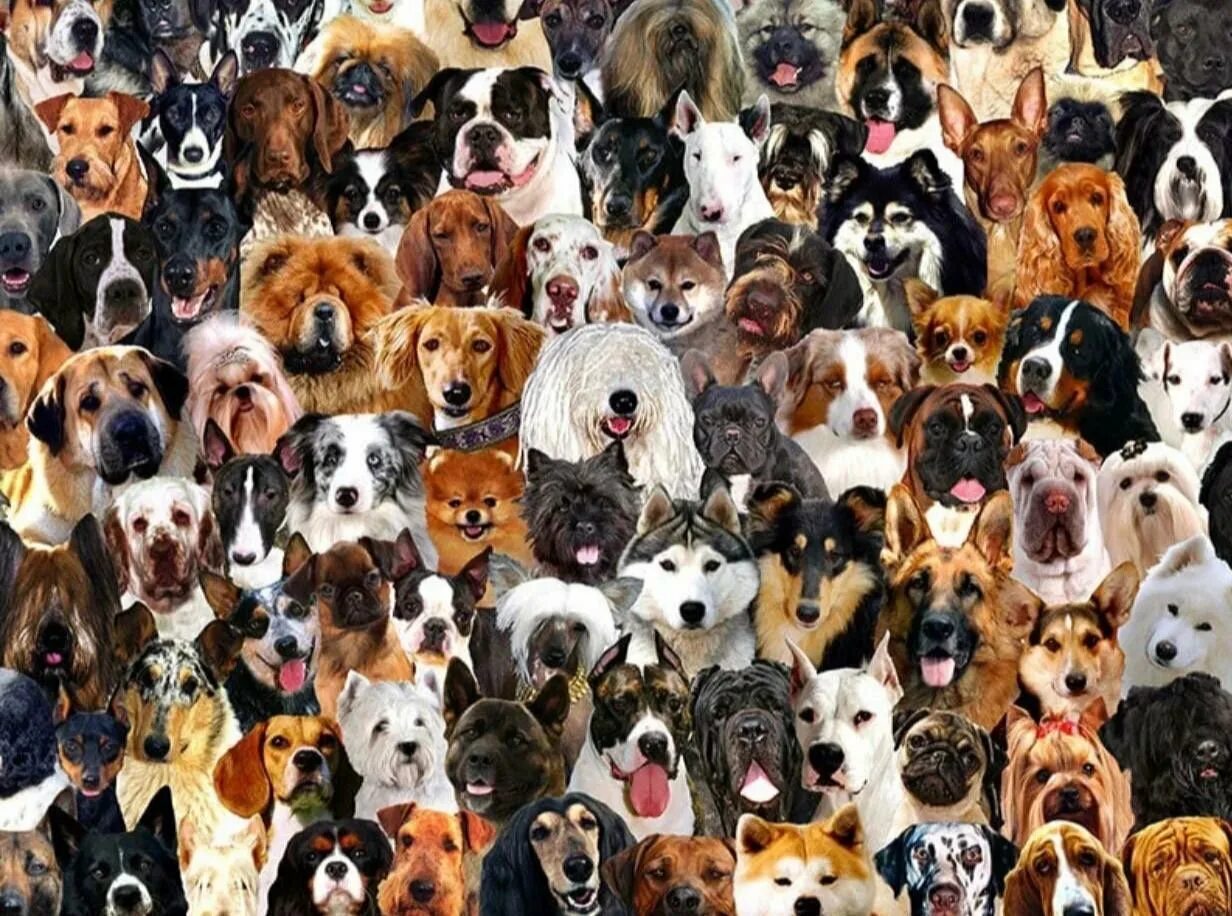 Много собак. Разные породы собак. Много собак разных пород. Много щенков.