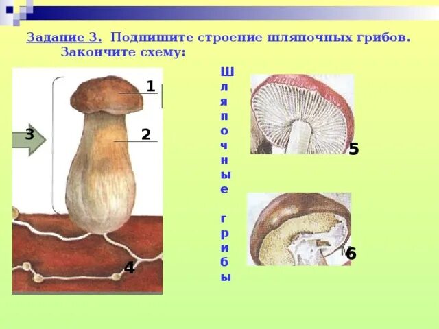 Практическая работа строение шляпочного гриба. Строение шляпочного гриба. схема шляпочного гриба 5 кл. размножение шляпочных грибов. строение шляпочных грибов, лишайников.