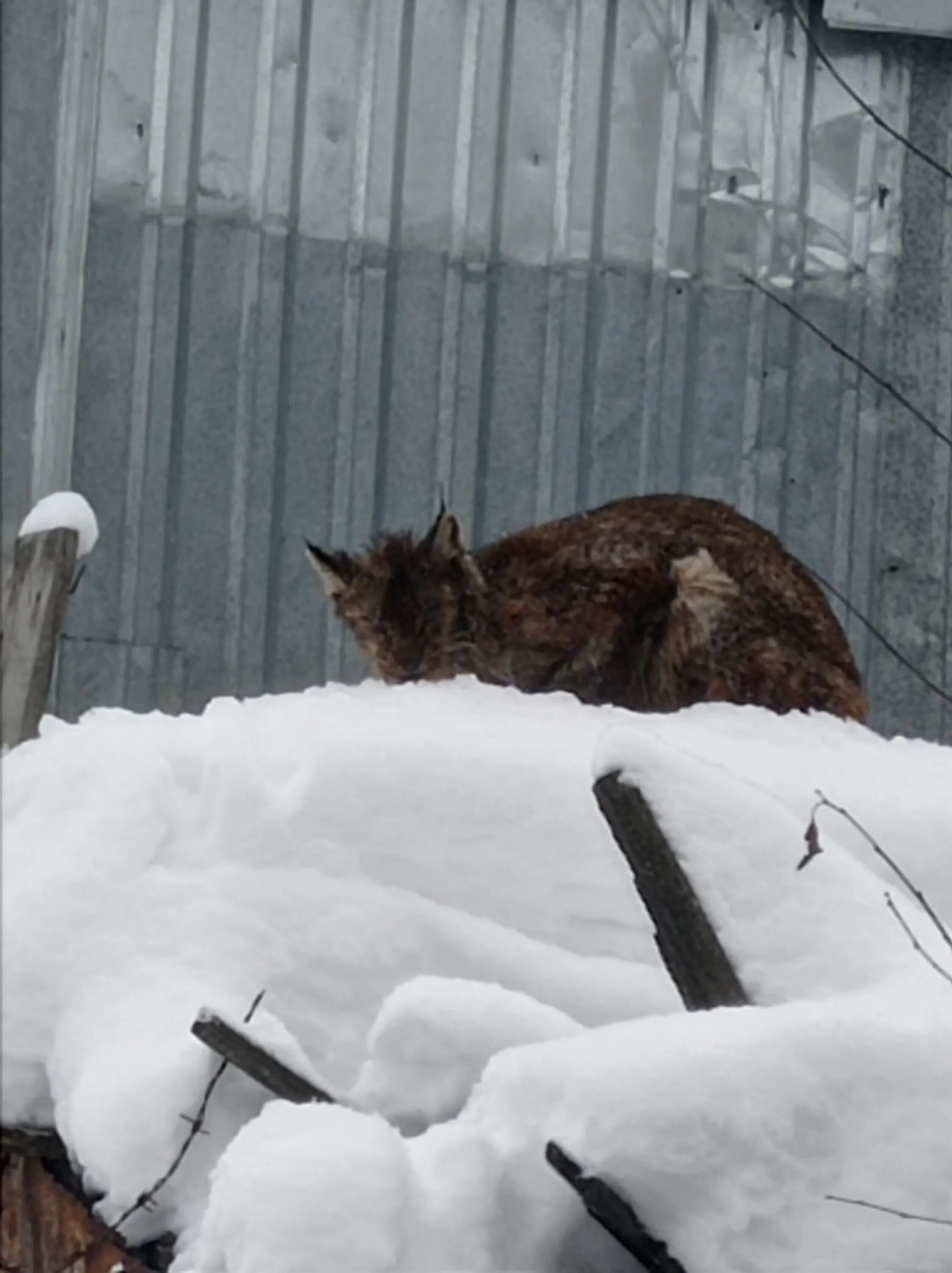 Рысь в кинешме. Рысь в кинешме. Рысь брянск. Беловежская пуща рысь. Якутская рысь.