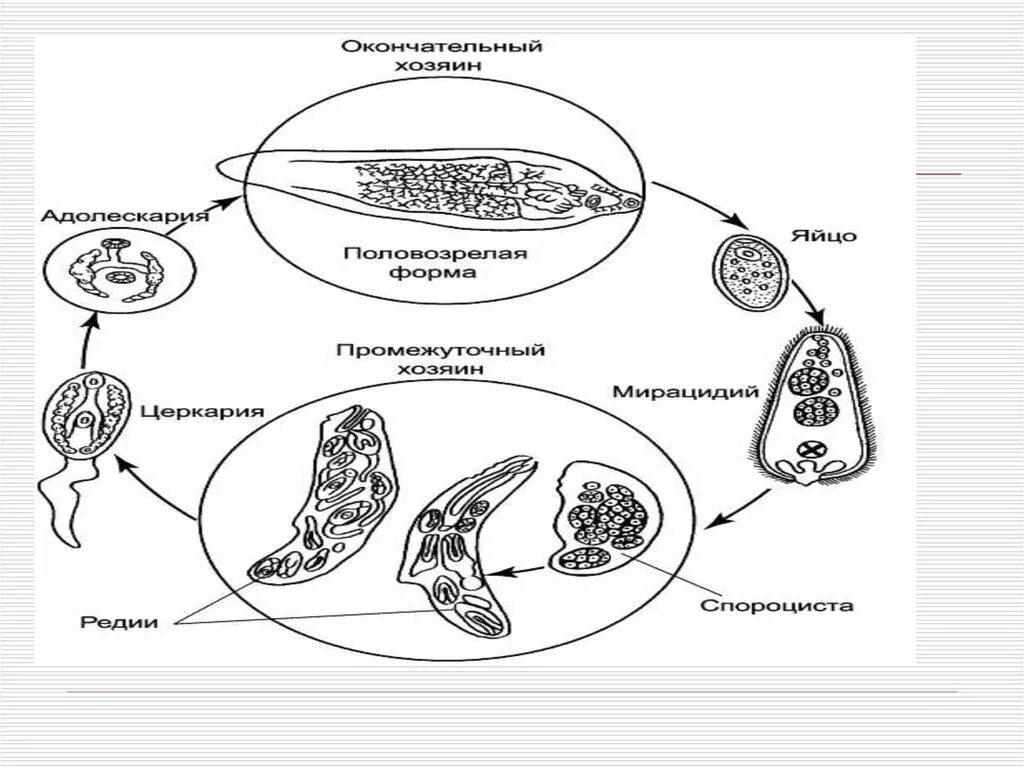 Жизненный цикл легочного сосальщика. Жизненный цикл печеночного сосальщика рисунок. Легочный сосальщик строение. Яйца ланцетовидного сосальщика.
