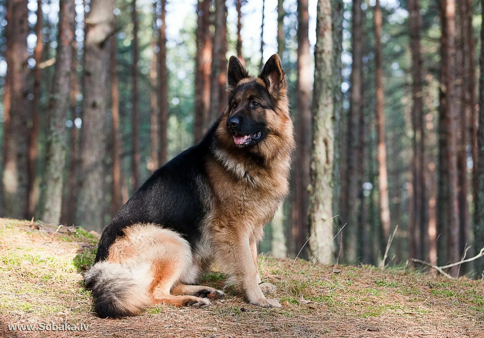 Собака немецкой породы описание. Собака немецкая овчарка. Баварская овчарка Shepherd. Собаки породы овчарка немецкая овчарка. Немецкая овчарка породистая.