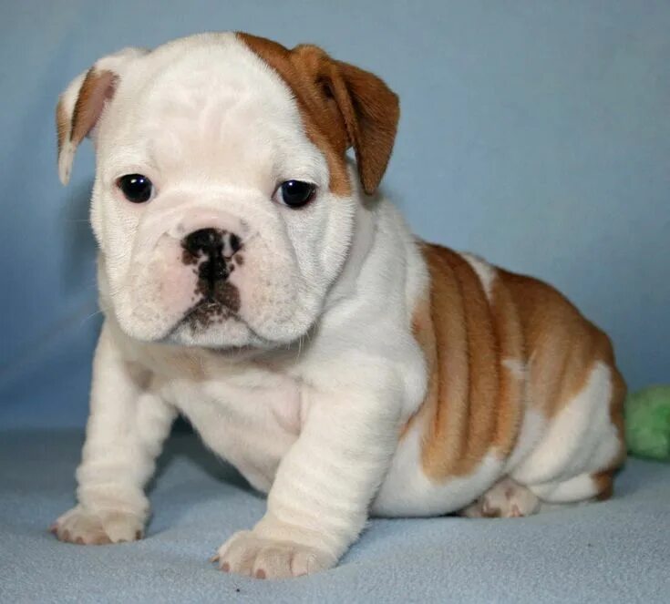 cute little bulldog pup Puppies, Bulldog puppies, American bulldog puppies