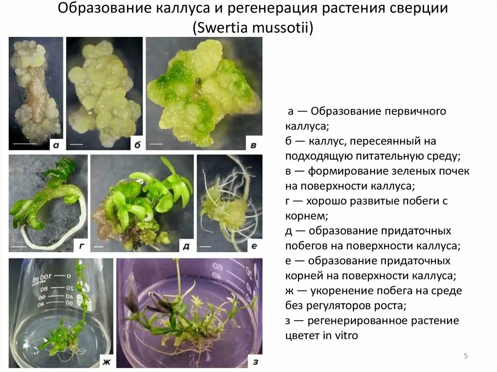 Обработка клеточной массы гормонами высаживание изолированных. Формирование каллуса. Каллусная ткань растений. Культивирование каллусной ткани. Растительный Каллус.