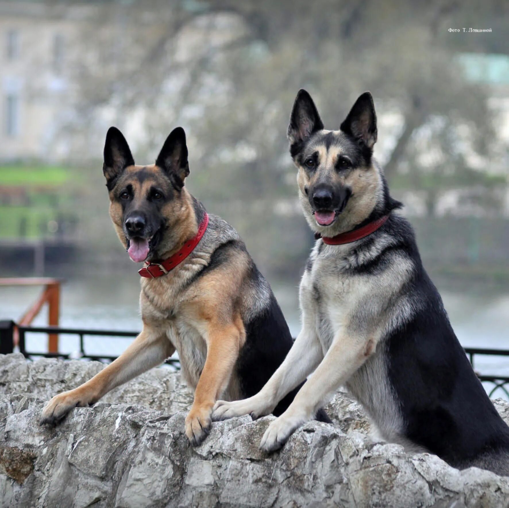Лучше немецкая или восточно европейская овчарка. Немецкая овчарка и восточно-европейская овчарка. Восточно-европейская овчарка и немецкая. Лучше немецкая или восточно европейская овчарка. Восточноевропейская овчарка и немецкая.