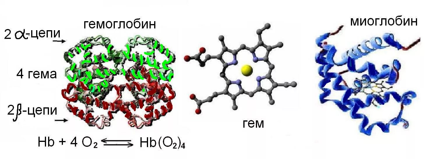 Структура миоглобина и гемоглобина биохимия. Строение гемоглобина и миоглобина. Строение мономера гемоглобина. Строение и функции гемоглобина и миоглобина человека.