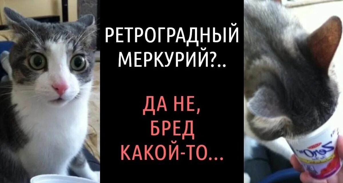 Ретроградный меркурий мем. Ретроградный меркурий прикол. Мемы про ретроградный меркурий. Ретроградный меркурий мемы. Ретроградный меркурий мемы.
