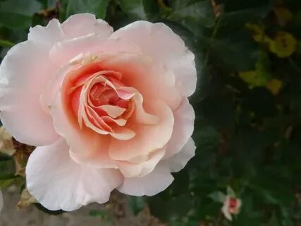 Rose like