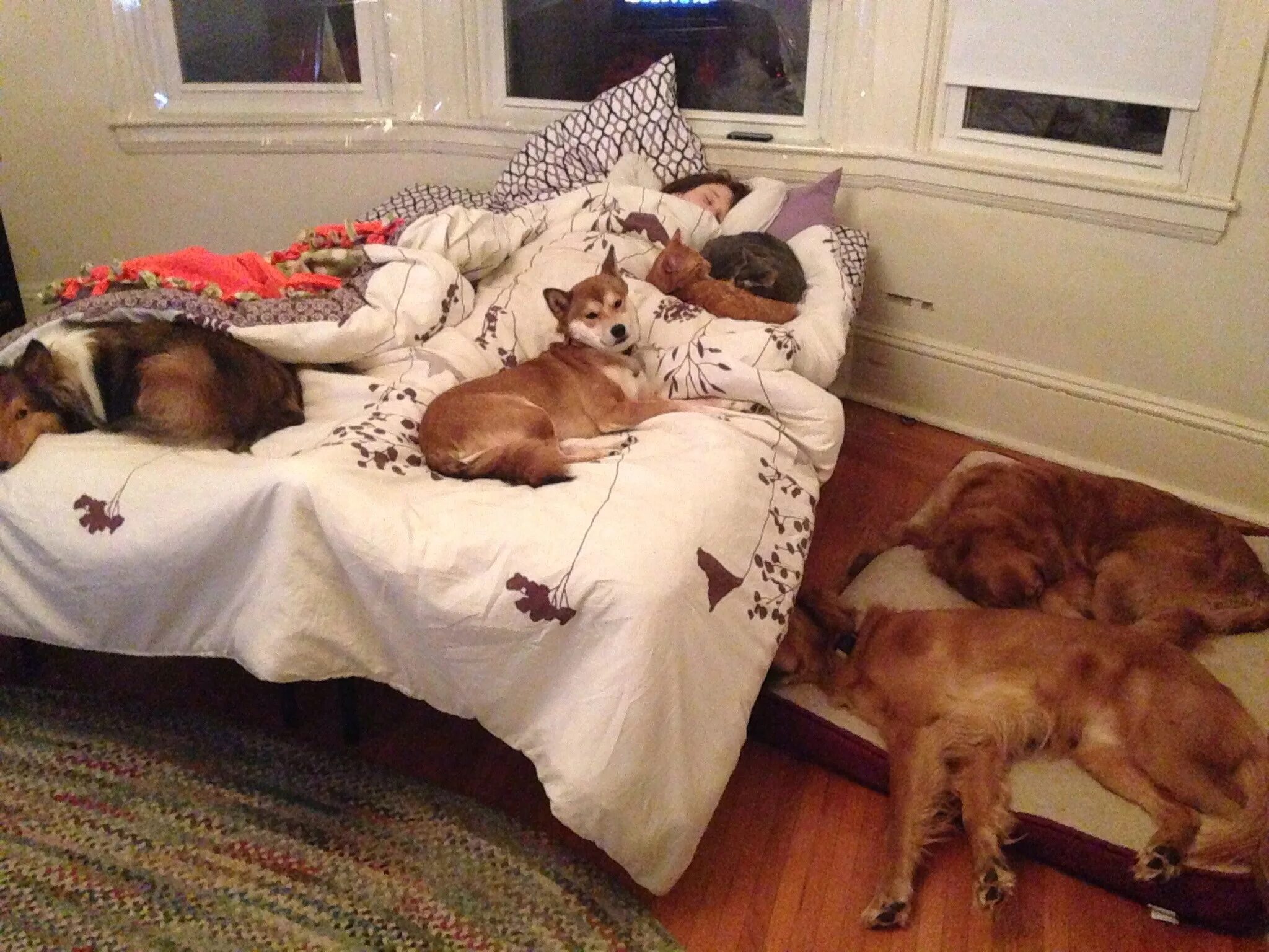 Почему собаки спят на кровати. Собака в постели. Собака в кровати с хозяином. Кровать для собаки. Животные спят намкровати.