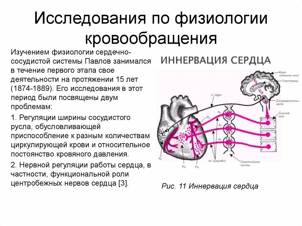 Сердечная деятельность кровообращение