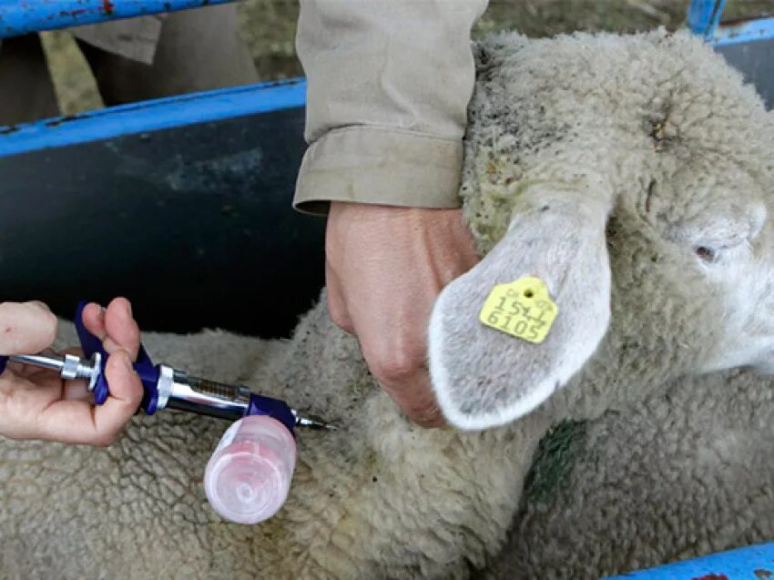 Инфекционная агалактия мелкого рогатого скота. Пастереллез овец вакцинации.