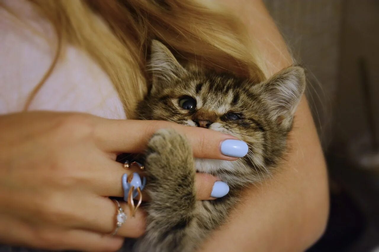 Гладить кошку. Человек с котенком на руках. Человек с котом на руках. Фото коты с рукой. Фото коты с рукой.