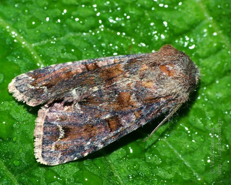 Совка гамма гусеница. Panolis flammea. Озимая совка (agrotis segetum),. Луговой мотылек loxostege sticticalis. Сосновая совка гусеница.