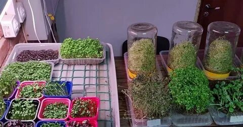 Микрозелень реализация