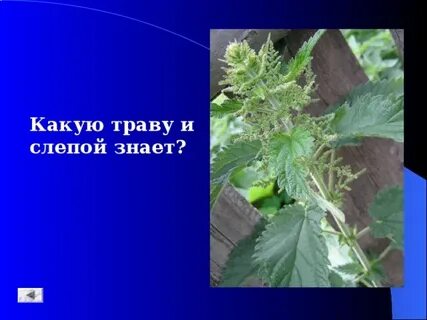 Какую траву слепой знает