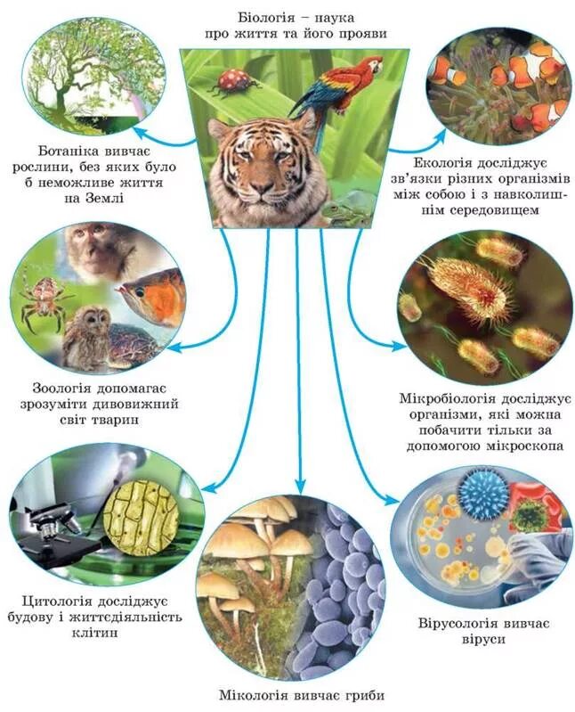 Биологические науки 5 класс биология ответы. Біологія як наука. Создайте модель аппликацию биологические науки. Науки яки вавчають будову організма. Процеси життєдіяльності живих організмів вивчає.