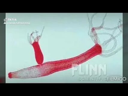 Deepthroat porno cumshot kompilyatsiya