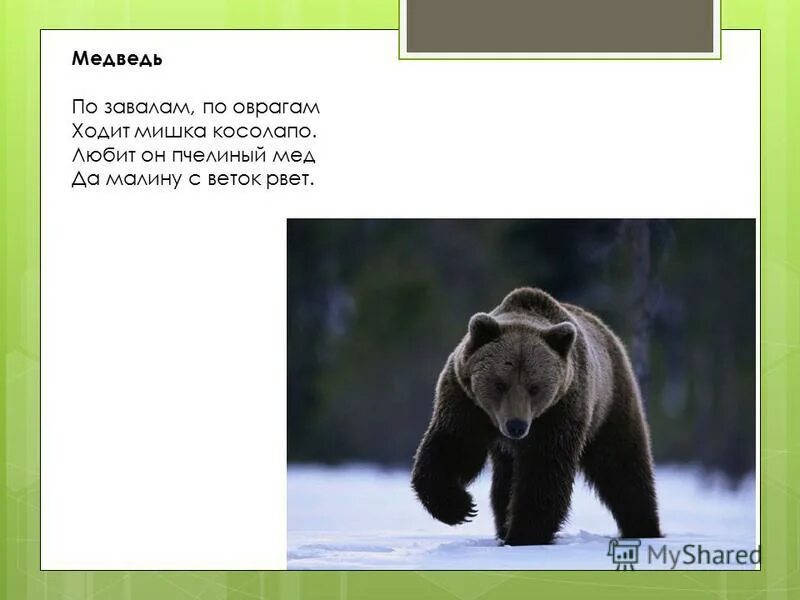 мишка ходит. медведи по улице. медведь в городе. медведь гризли. медведь в городе.