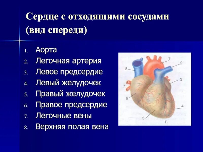 Какой сосуд называется. Сосуды сердца. Строение сердца с отходящими сосудами. Сердце с отходящими сосудами вид спереди. Сосуды отходящие от сердца.