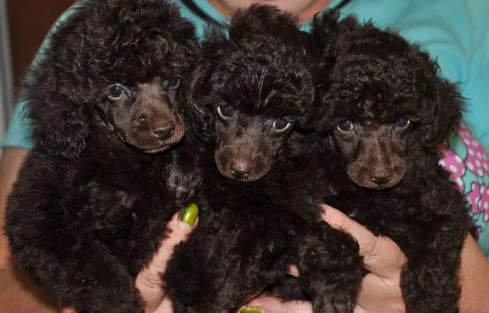 Питомник собак карликовый пудель. Мерлен пудель. Питомник пуделей щенки. Пудель малый питомник. Питомник пуделей щенки.