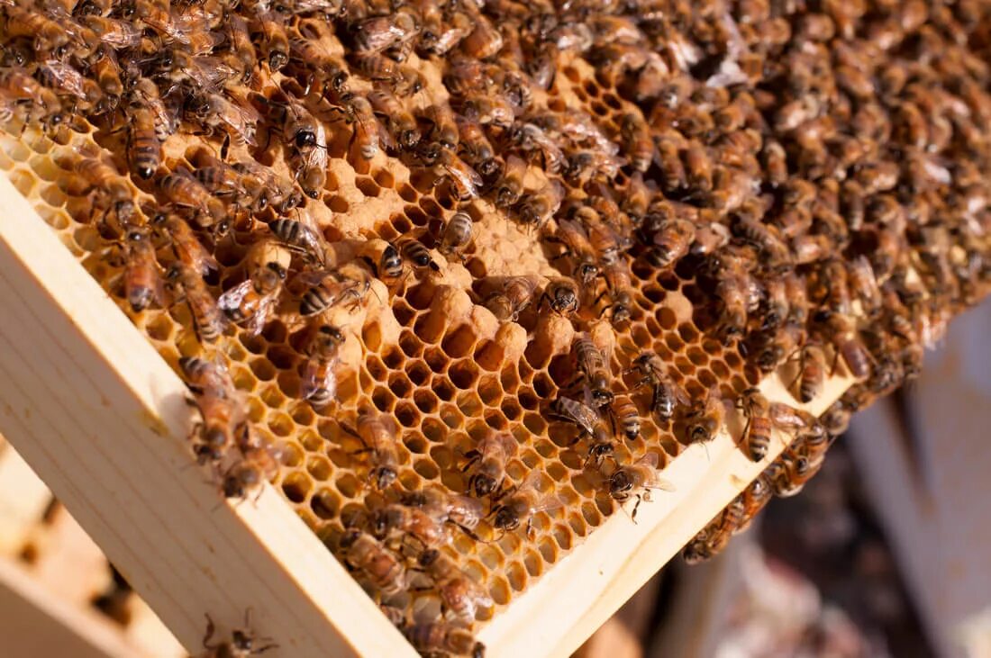 Прополис в улье. Прополис пчелиный. прополис (пчелиный клей) - propolis. прополис пчелы. уза прополиса это.