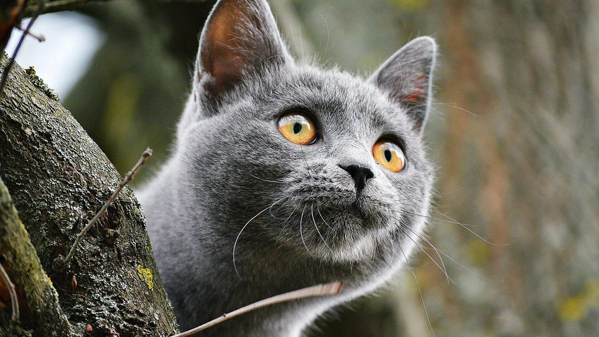Кошачий кот. Анатолийский кот серый. анатолийская кошка серая. дымчатый кот. красивая серая кошка.