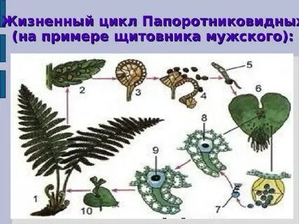 Жизненный цикл щитовника мужского