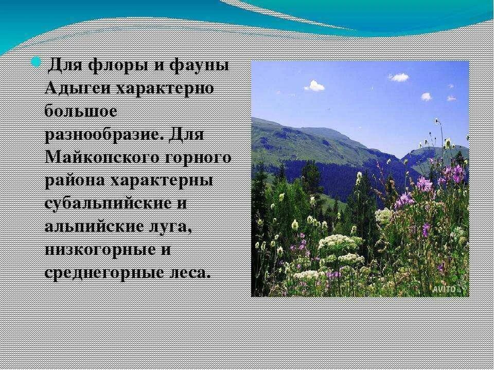 Растительный мир Адыгеи. Растительный мир Республики Адыгея. Красота родного края рассказ