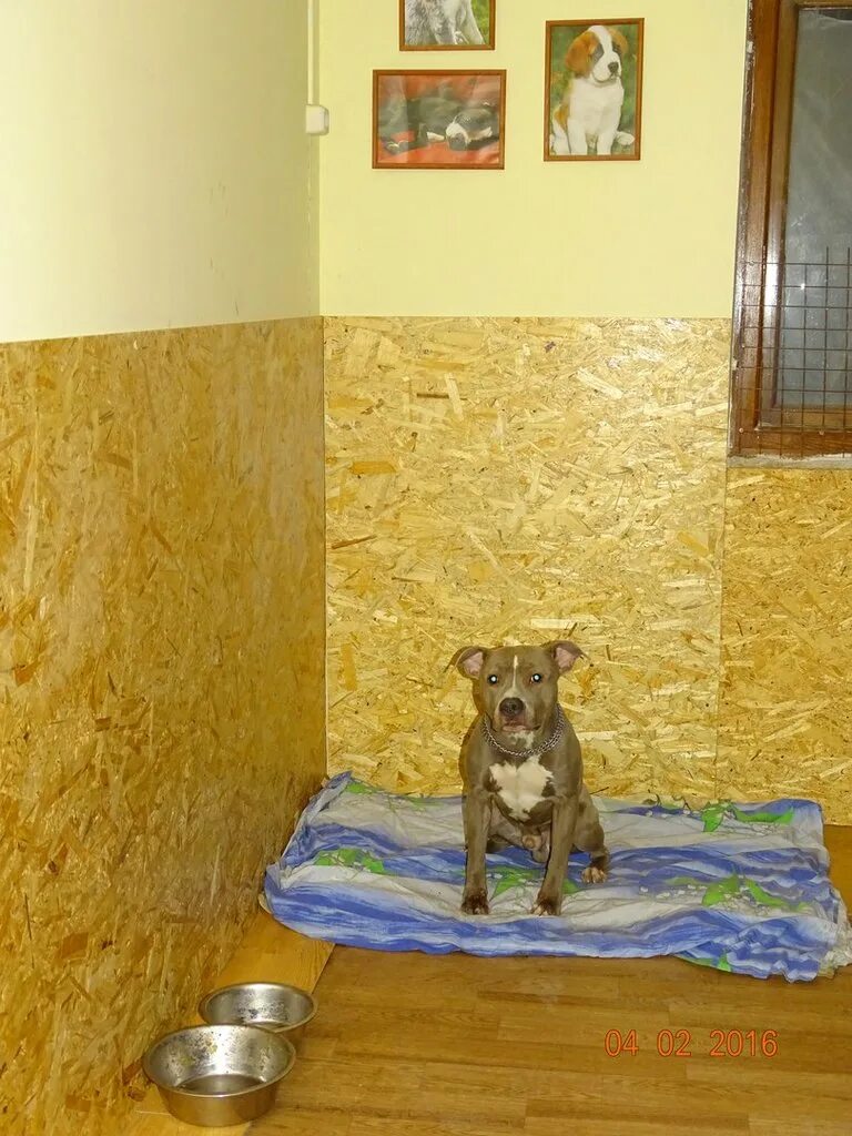 передержка кошек. Cat cat гостиница для кошек. помещение для животных. гостиницы для животных нижний. кошачья гостиница.