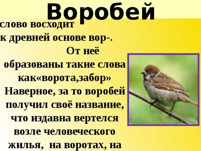 Текст песни воробьев