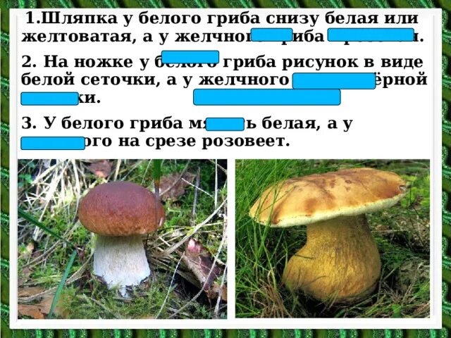 Белые грибы 3 класс