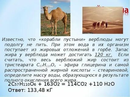 Сколько горбов у конька