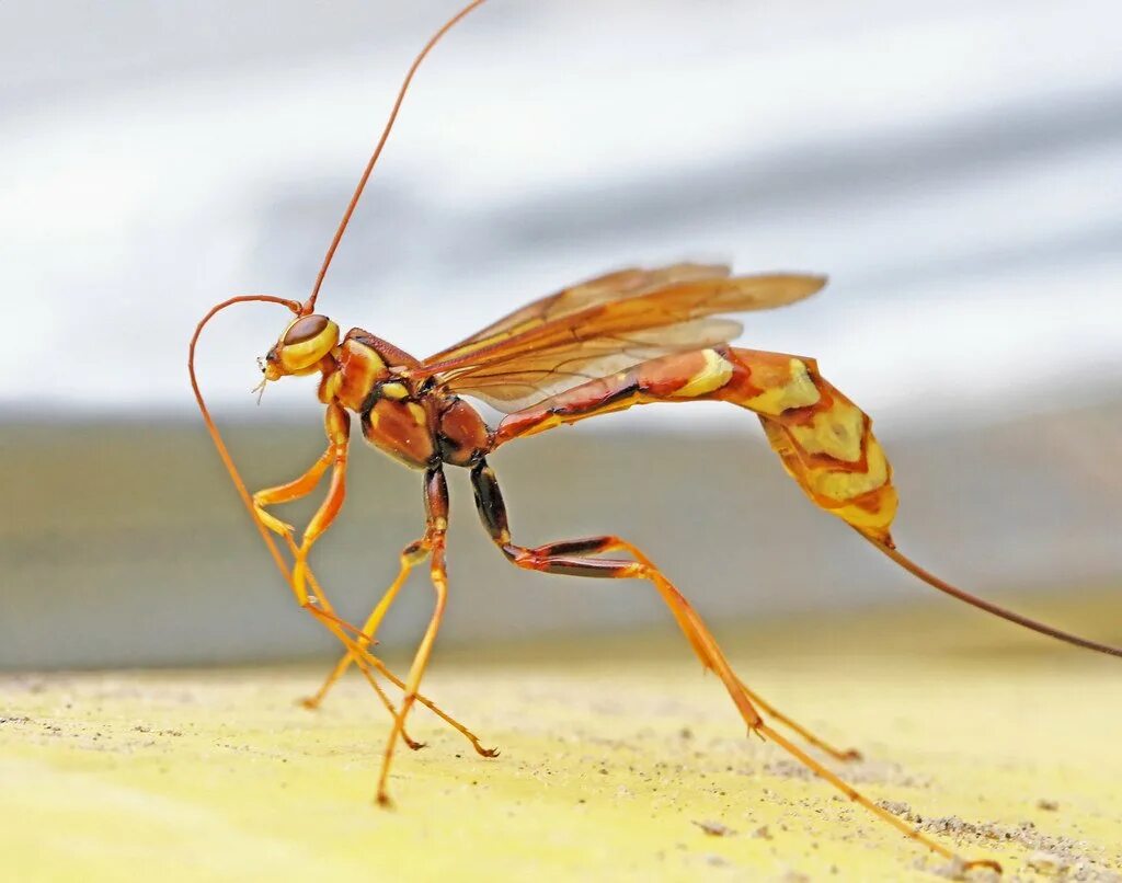 Megarhyssa macrurus. Наездник мегарисса. Мегарисса Жемчужная. Оса-наездник яйцеклад.