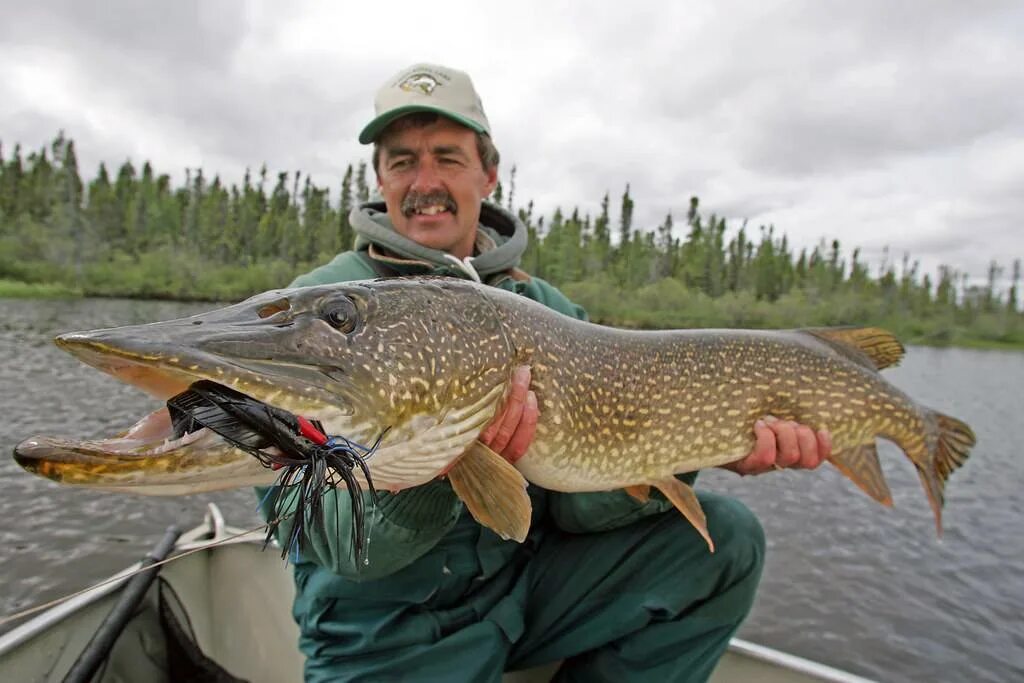 Ловля трофейной. Northern Pike рыба. Щука трофей. Рыбалка на щуку. Огромная щука.